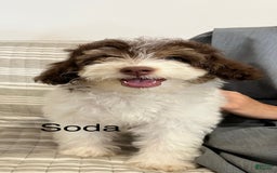 Mini Aussiedoodle dogs for sale: Soda - Image 2