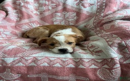 Boston Terrier dogs for sale: Maggie - Image 7