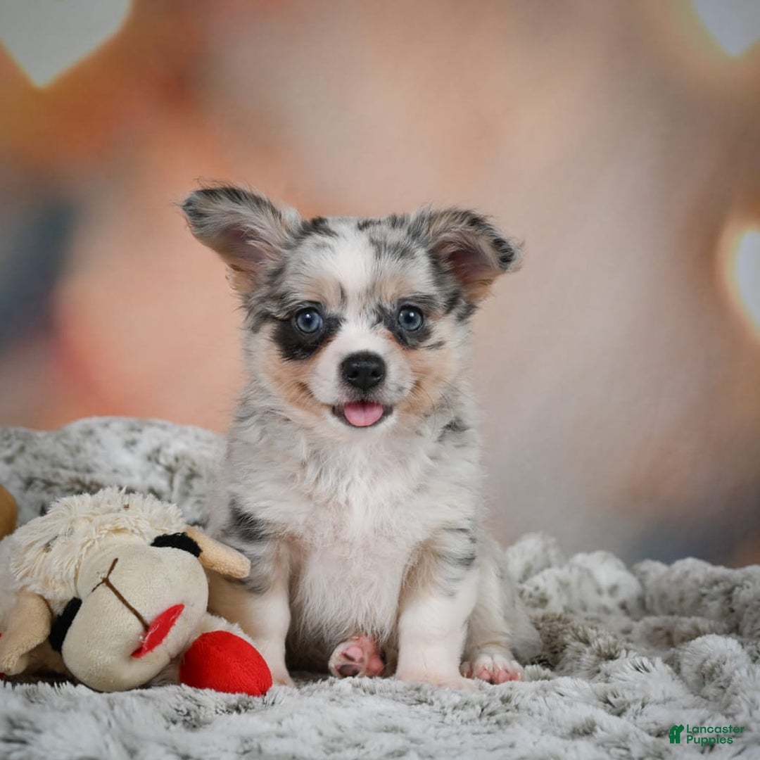 Chihuahua dogs for sale: Winston - Image 13