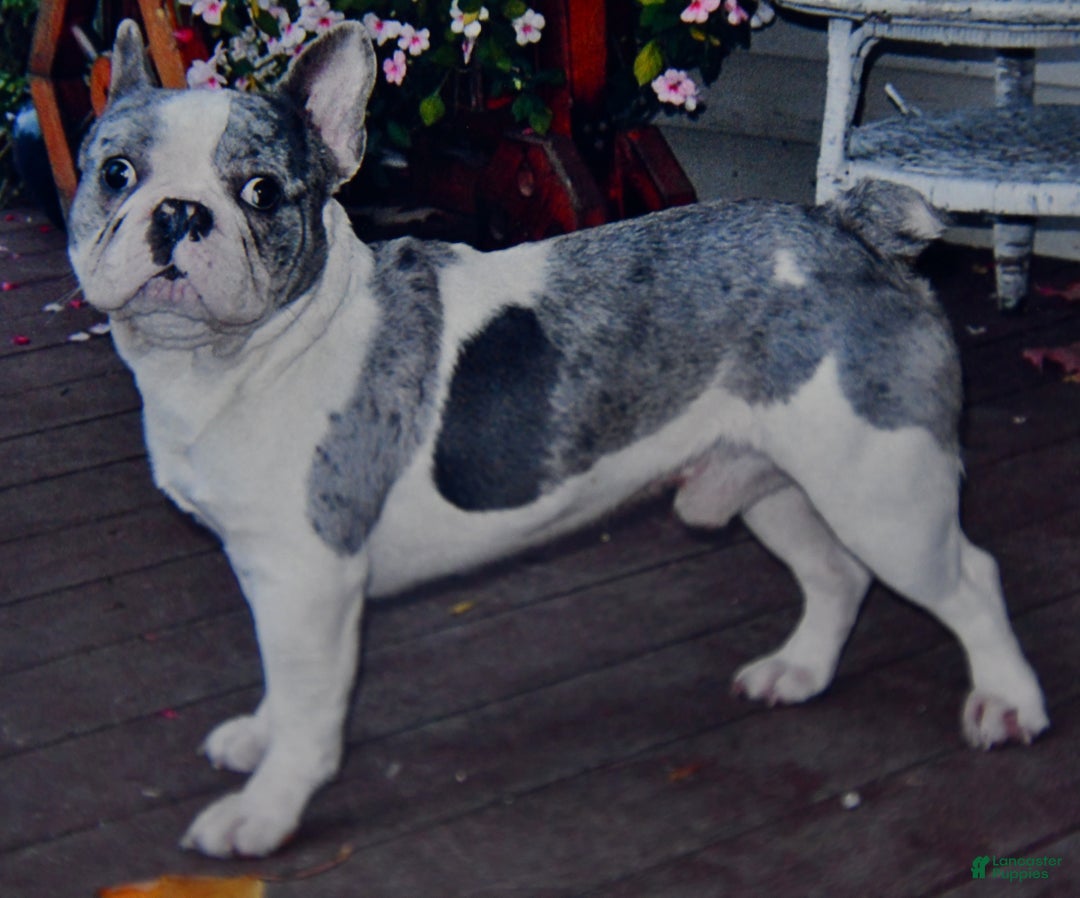 French Bulldog dogs for sale: Half And Half - Image 12