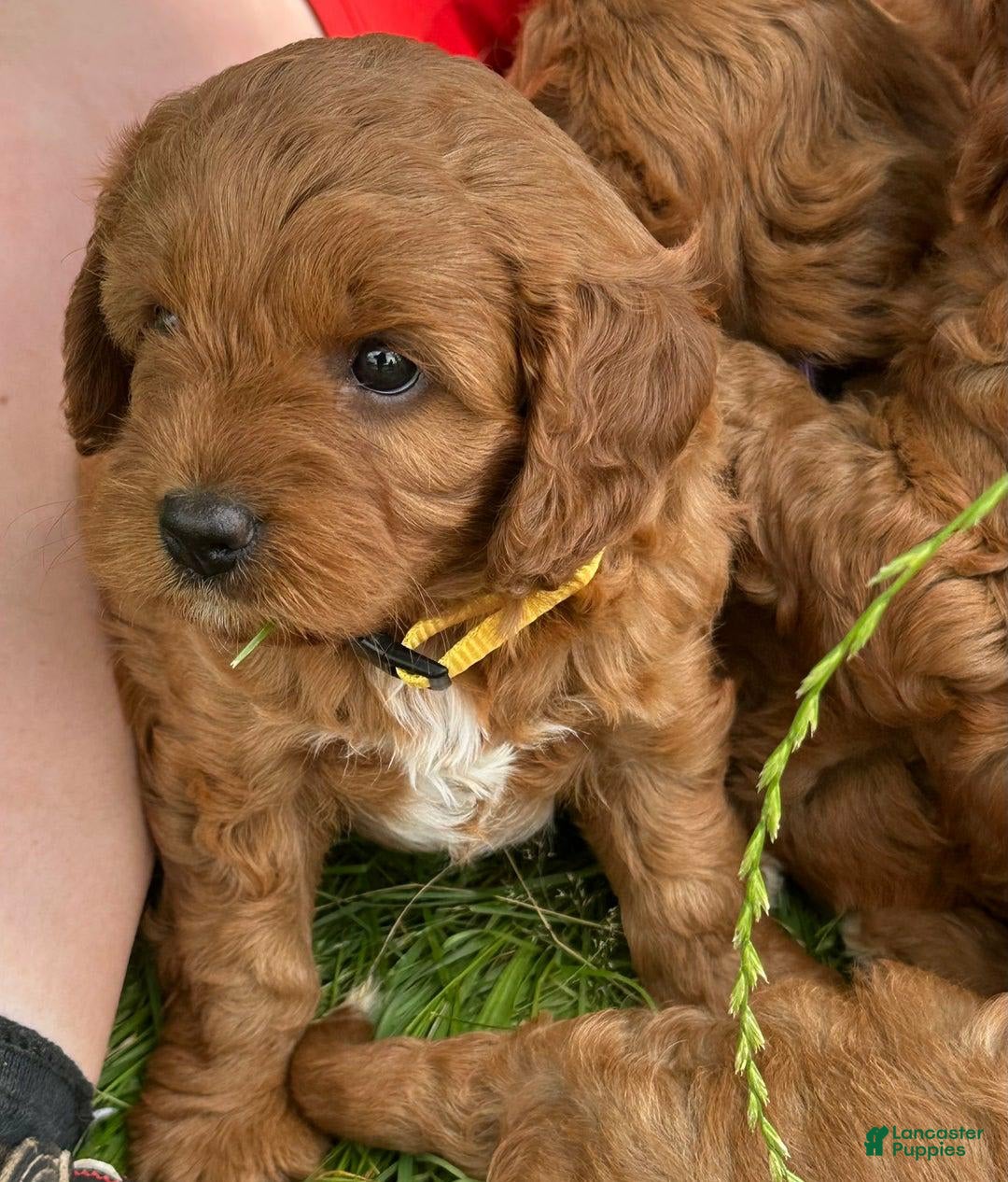 Cavapoo dogs for sale: Sofia - Image 2
