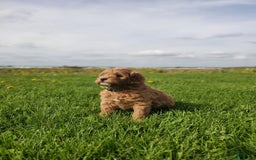 Mini Goldendoodle dogs for sale: Milo F1b - Image 2