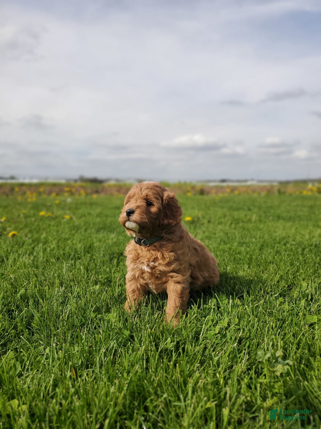 Mini Goldendoodle dogs for sale: Milo F1b - Image 2