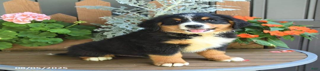 Malcolm