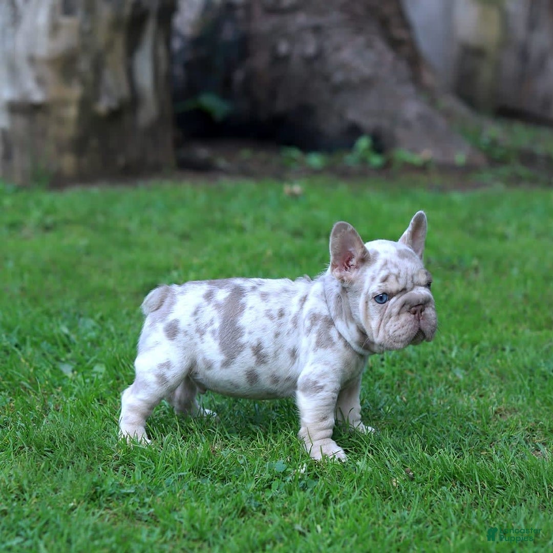 French Bulldog dogs for sale: Domenic - Image 3