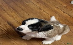 Saint Bernard dogs for sale: Zenith - Image 1