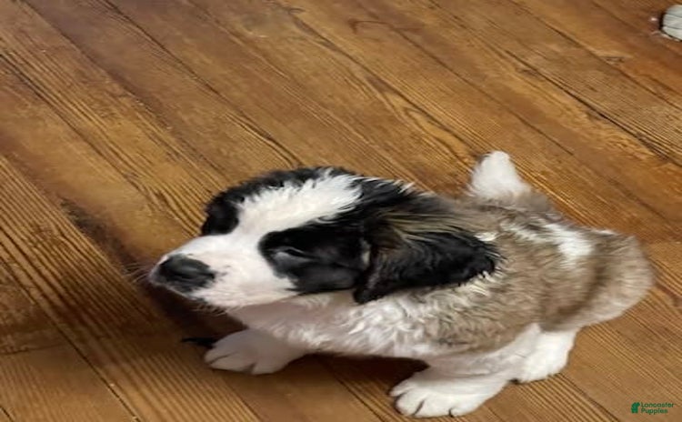 Saint Bernard dogs for sale - Ad 2