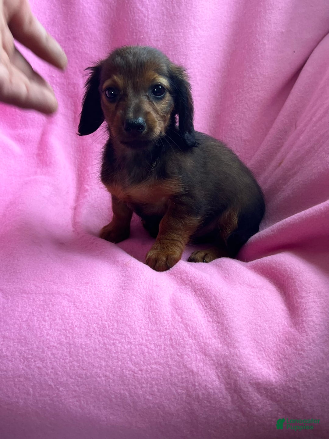 Dachshund dogs for sale: Penny - Image 7