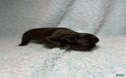 French Bulldog dogs for sale: Chocobelle - Image 8