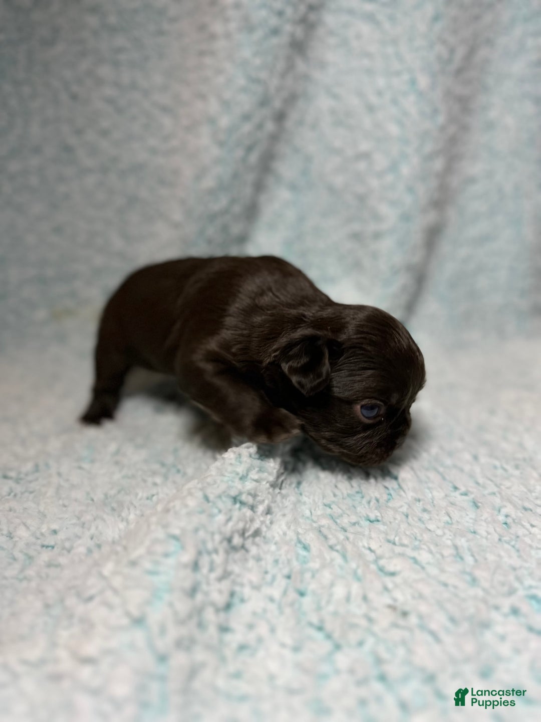French Bulldog dogs for sale: Chocobelle - Image 8