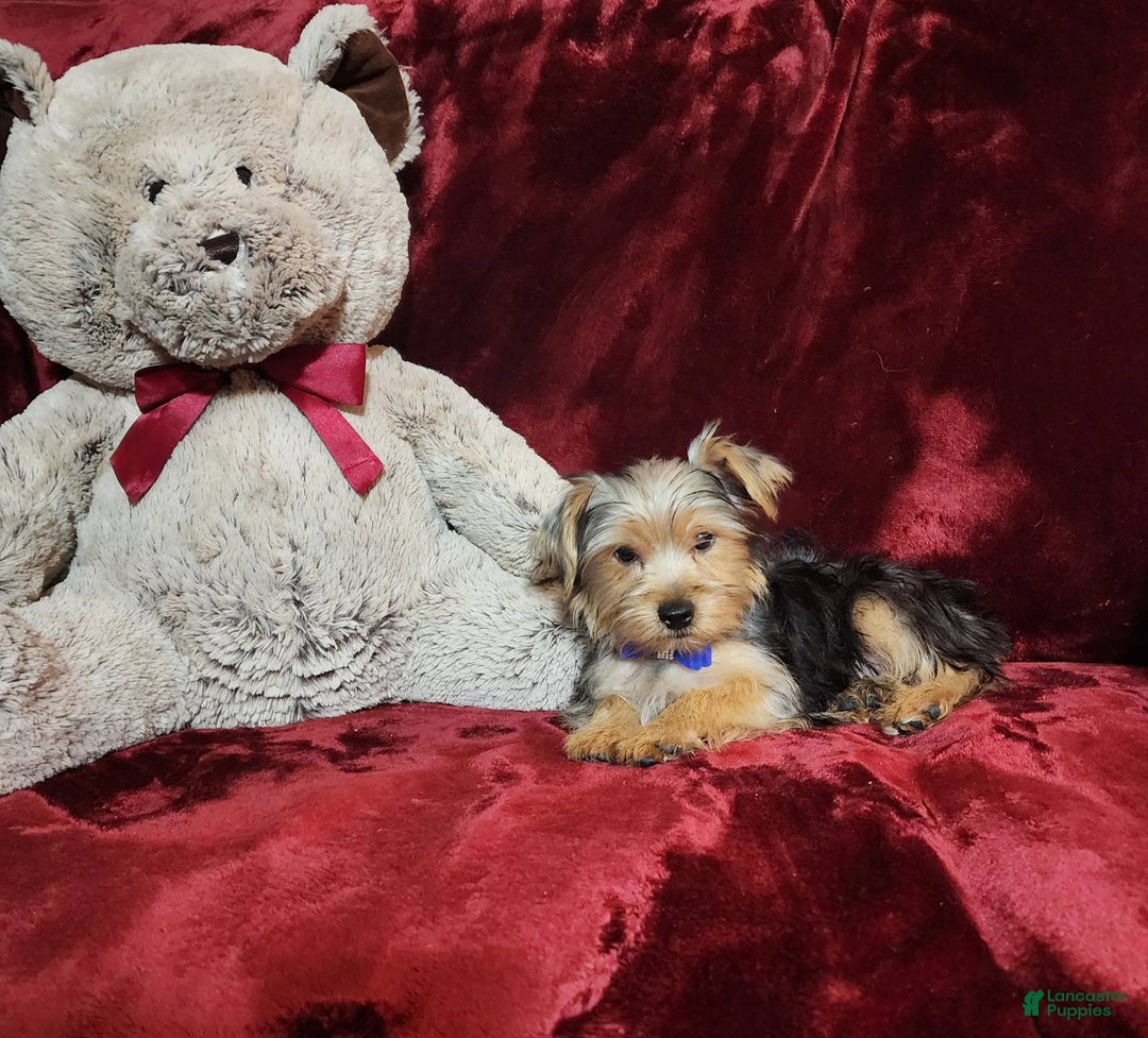 Yorkshire Terrier dogs for sale: Milo - Image 2