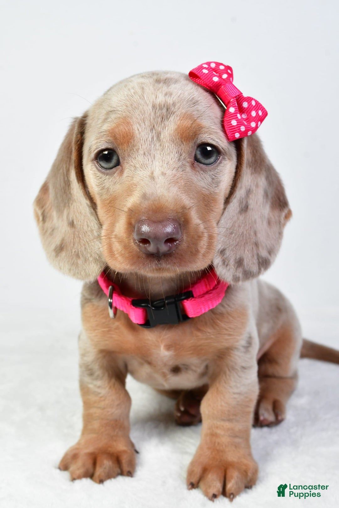 Miniature Dachshund dogs for sale: Stella - Image 3
