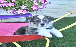 American Eskimo dogs for sale: Skoopy - Image 1