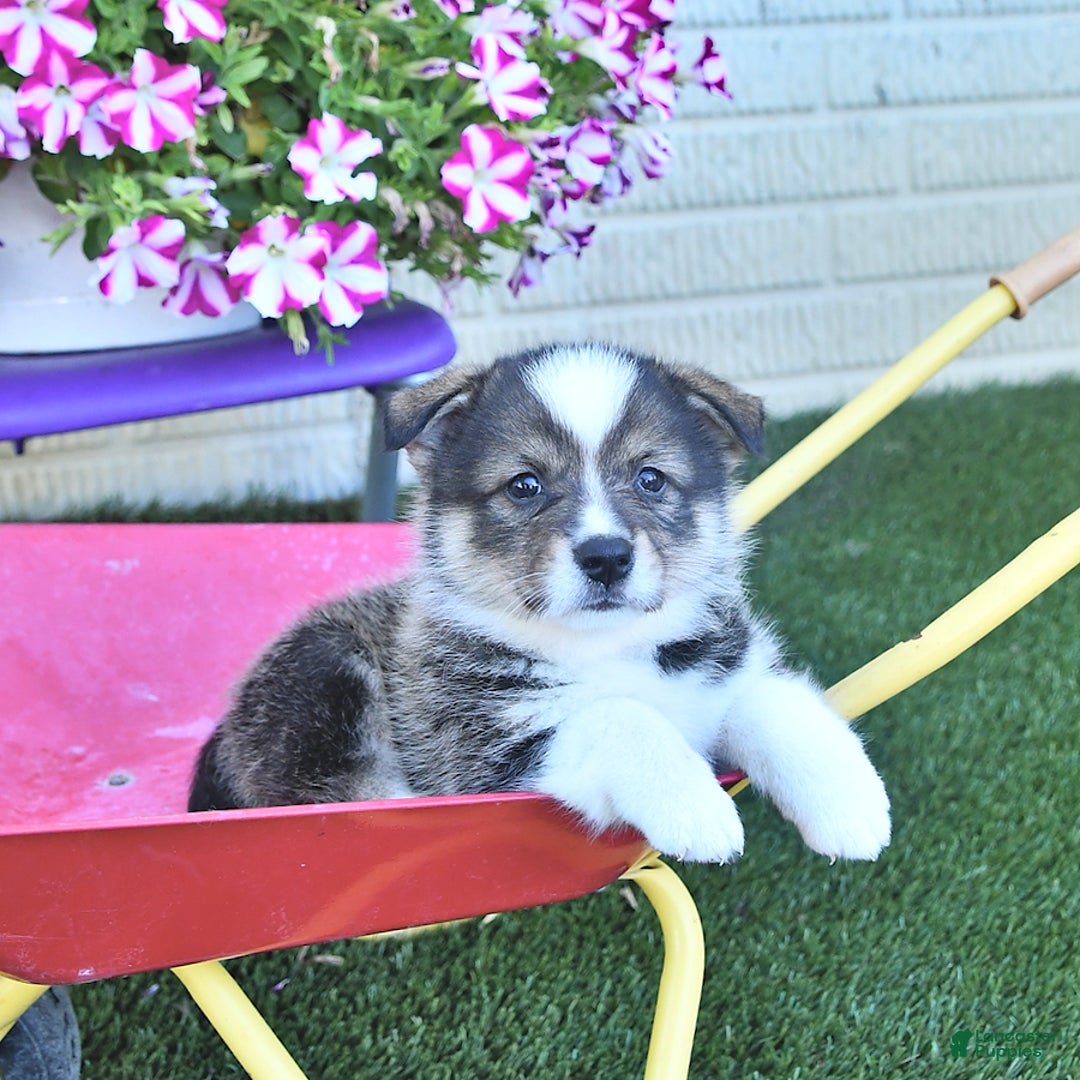 American Eskimo dogs for sale: Skoopy - Image 1
