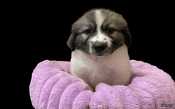 Great Pyrenees dogs for sale: Frannie - Image 1