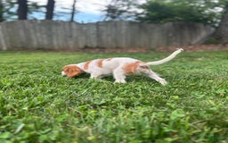 Cavalier King Charles Spaniel dogs for sale: Mr. Wiggles - Image 3