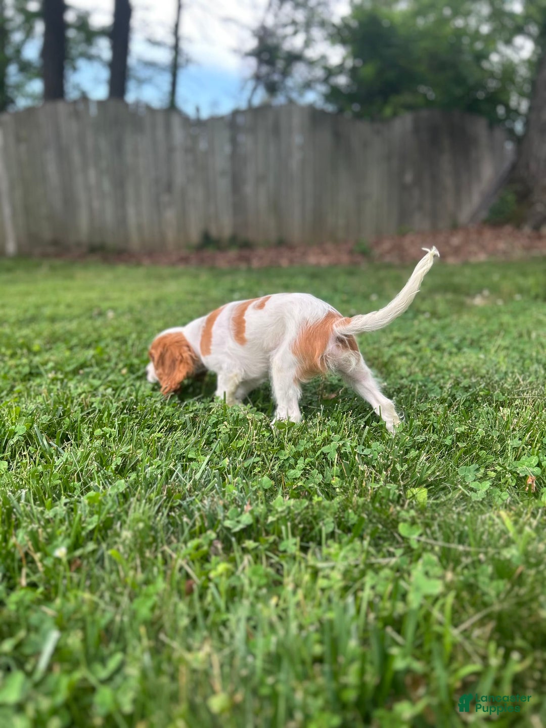 Cavalier King Charles Spaniel dogs for sale: Mr. Wiggles - Image 3