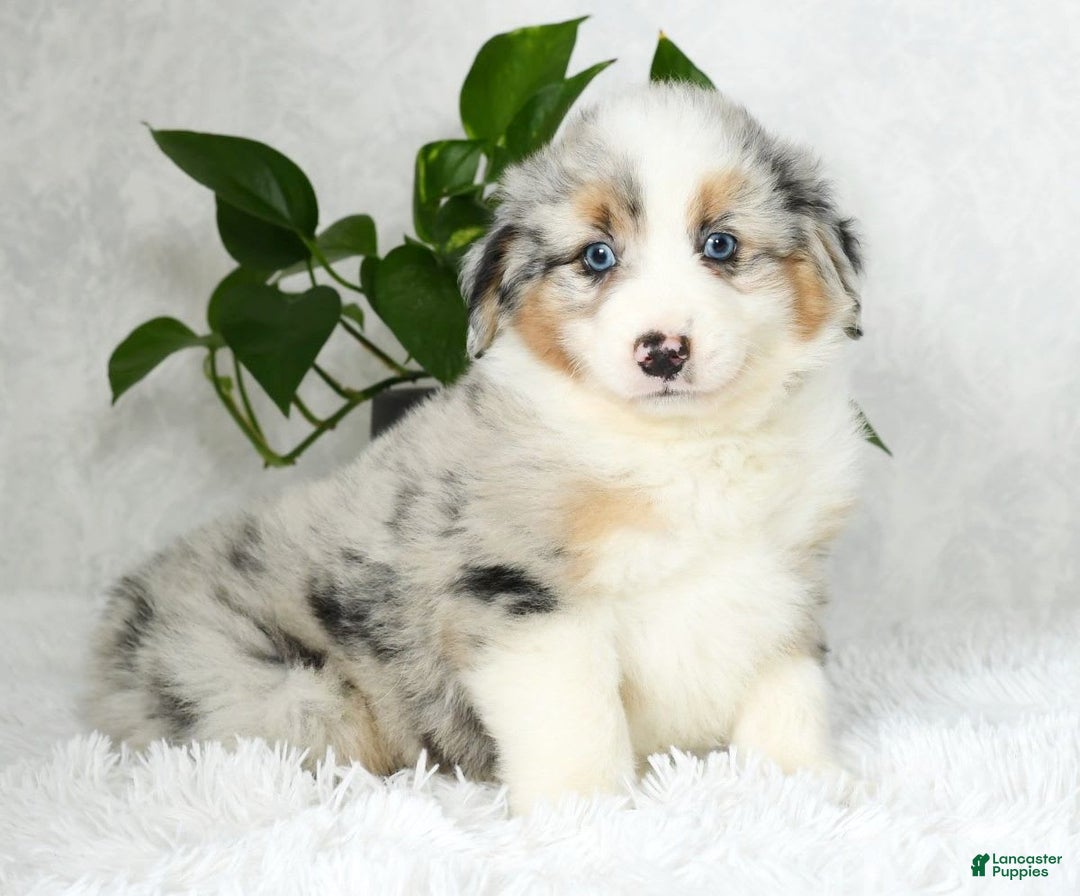 Australian Shepherd dogs for sale: Buddy - Image 9