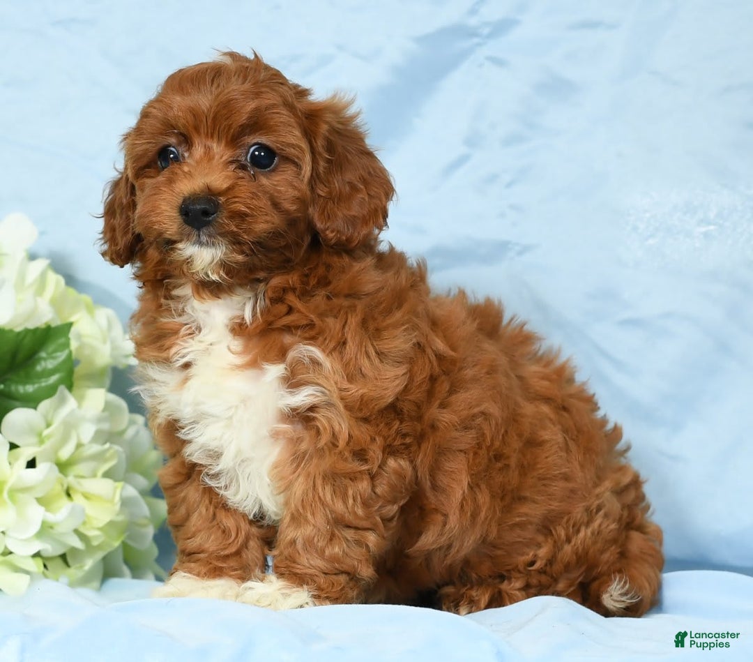 Cavapoo dogs for sale: Tara - Image 6