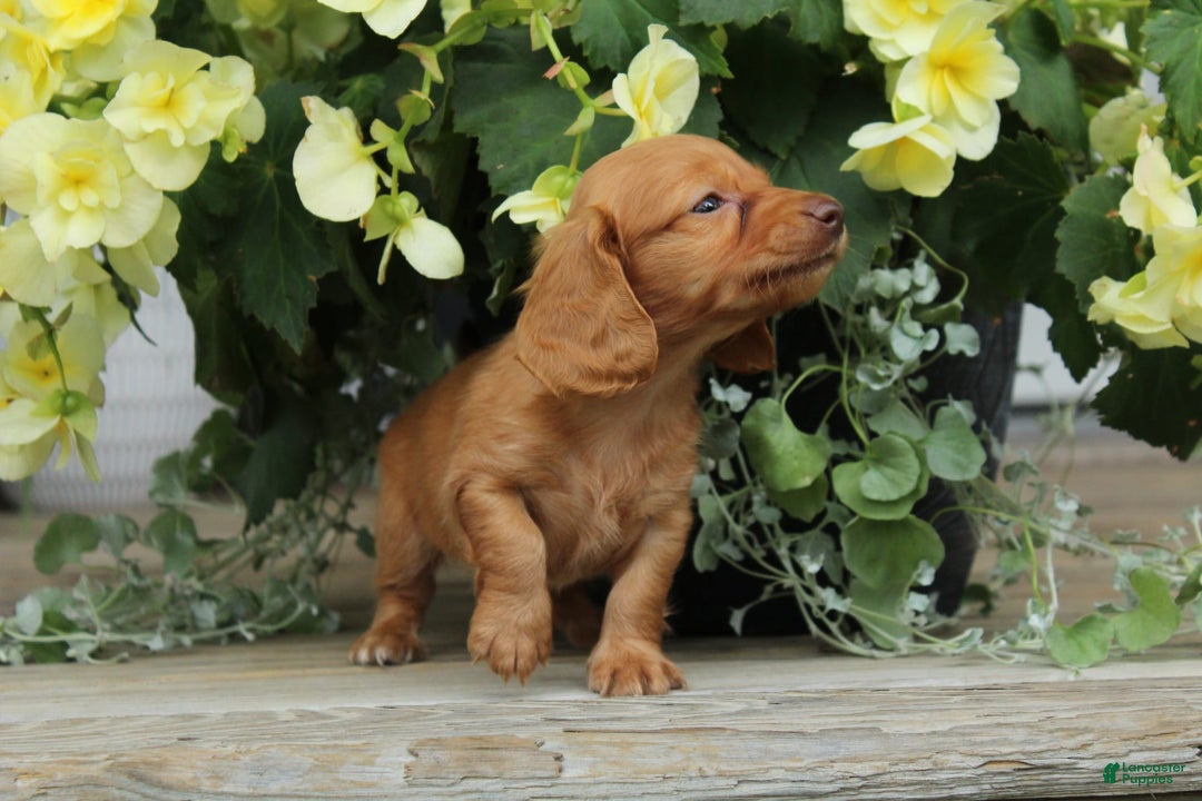 Miniature Dachshund dogs for sale: Sammy - Image 4