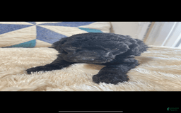 Standard Poodle dogs for sale: Twin - Image 2