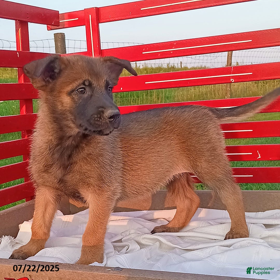 Belgian Malinois dogs for sale: Joy - Image 1