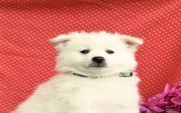 American Eskimo dogs for sale: Marco - Image 5