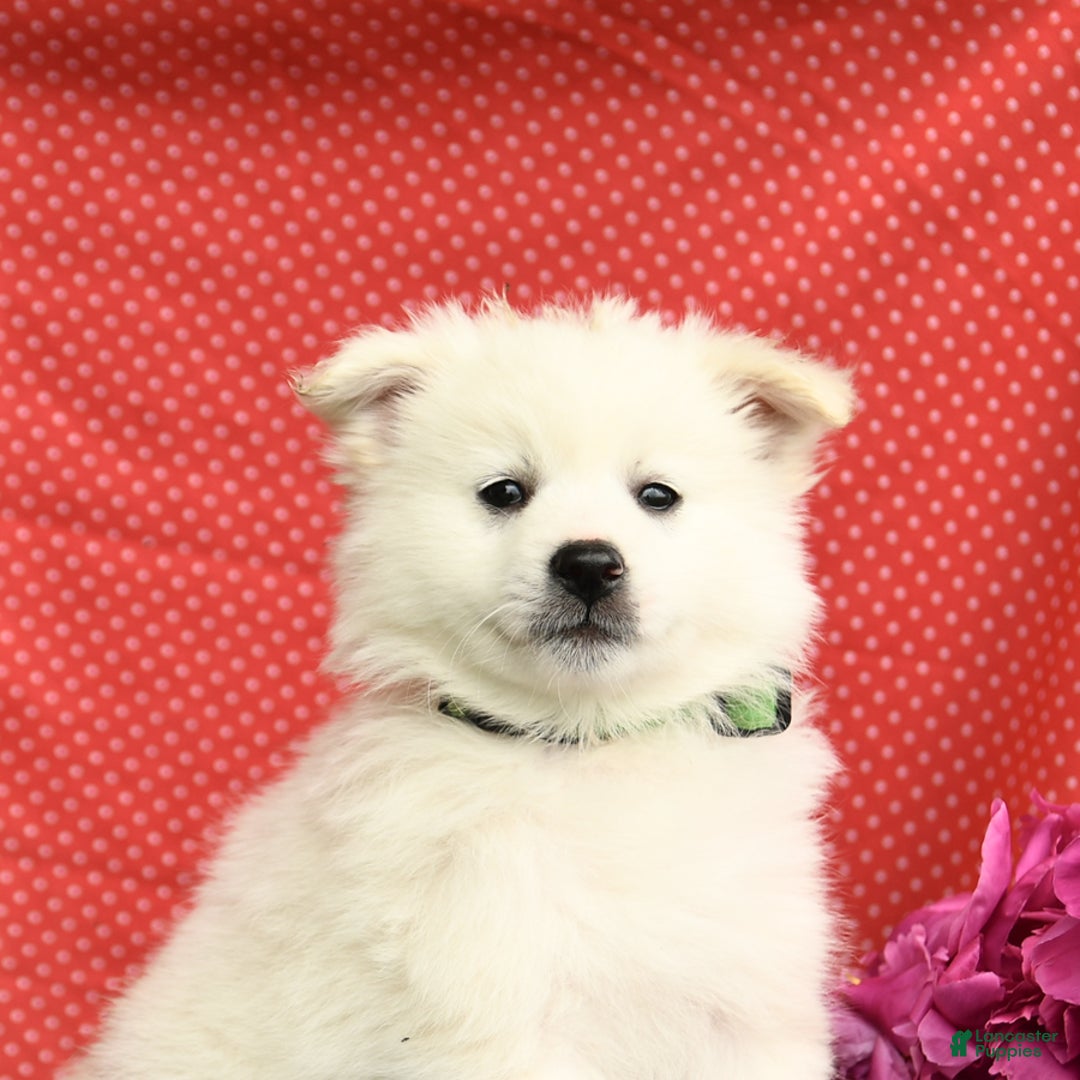 American Eskimo dogs for sale: Marco - Image 5