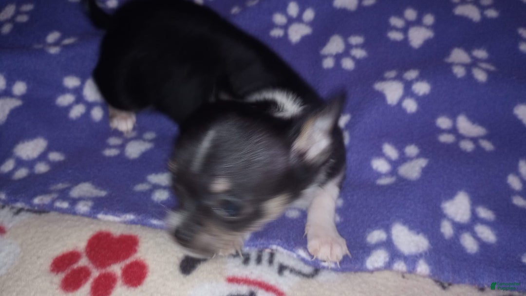 Chihuahua dogs for sale: Joey - Image 4