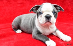 Boston Terrier dogs for sale: Jane - Image 6