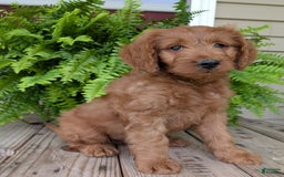 Goldendoodle dogs for sale: Ben - Image 6