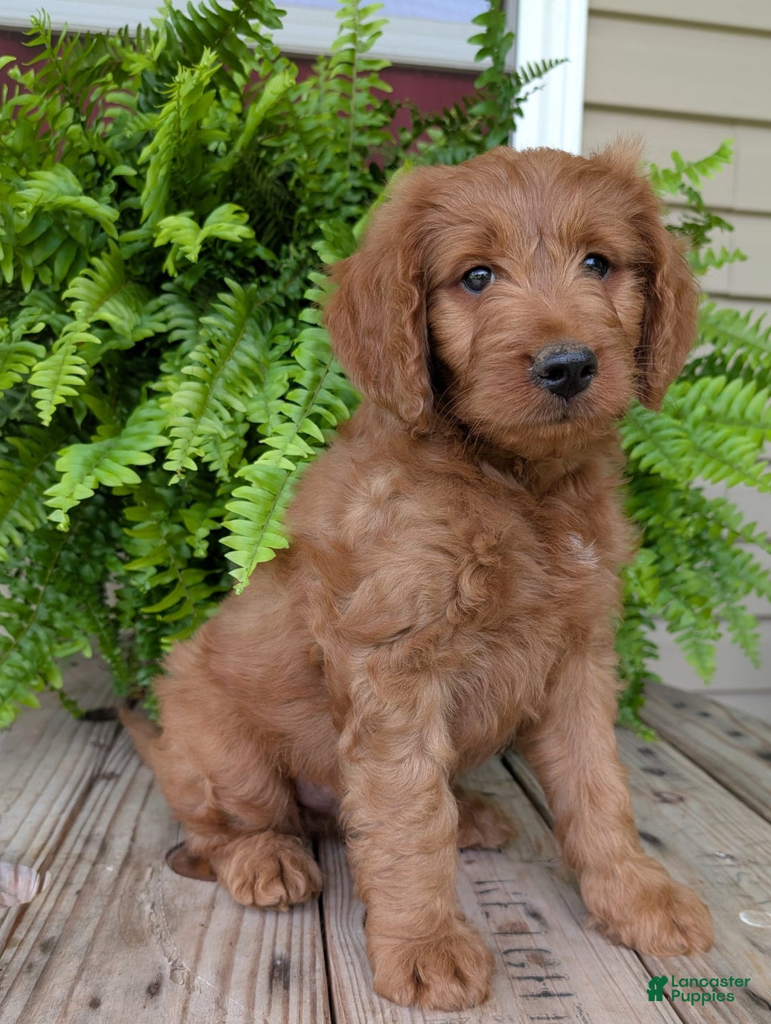 Goldendoodle dogs for sale: Ben - Image 6