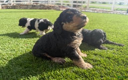 Bernedoodle dogs for sale: 10 - Image 2