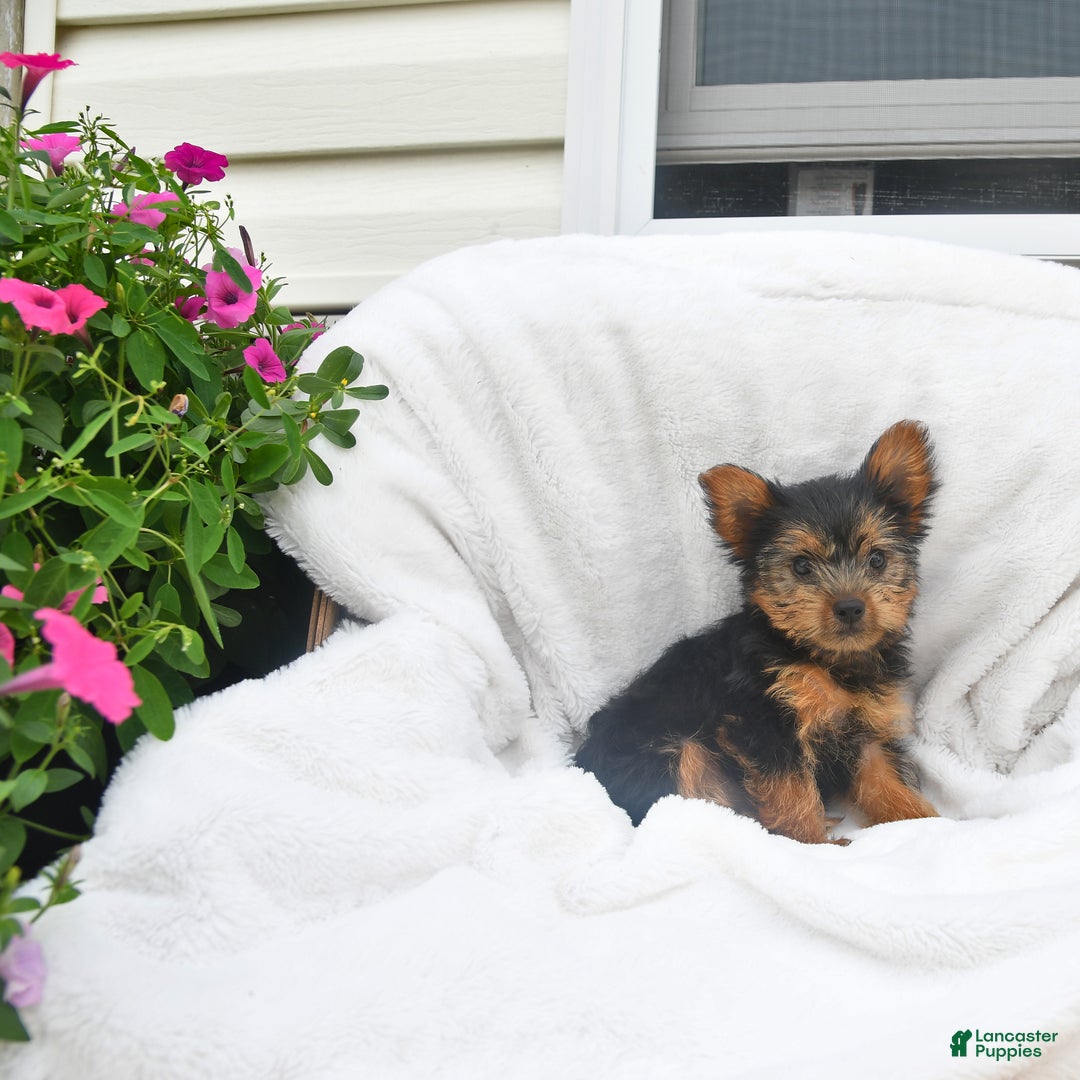 Yorkshire Terrier dogs for sale: Buttercup - Image 4