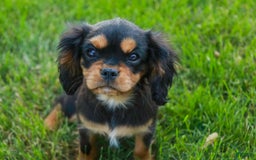 Cavalier King Charles Spaniel dogs for sale: Pluto - Image 2