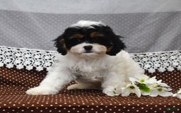 Cavapoo dogs for sale: Wilder - Image 5