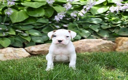 Boxer dogs for sale: Duke - Image 5