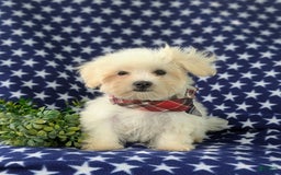 Maltese dogs for sale: Griffith - Image 4