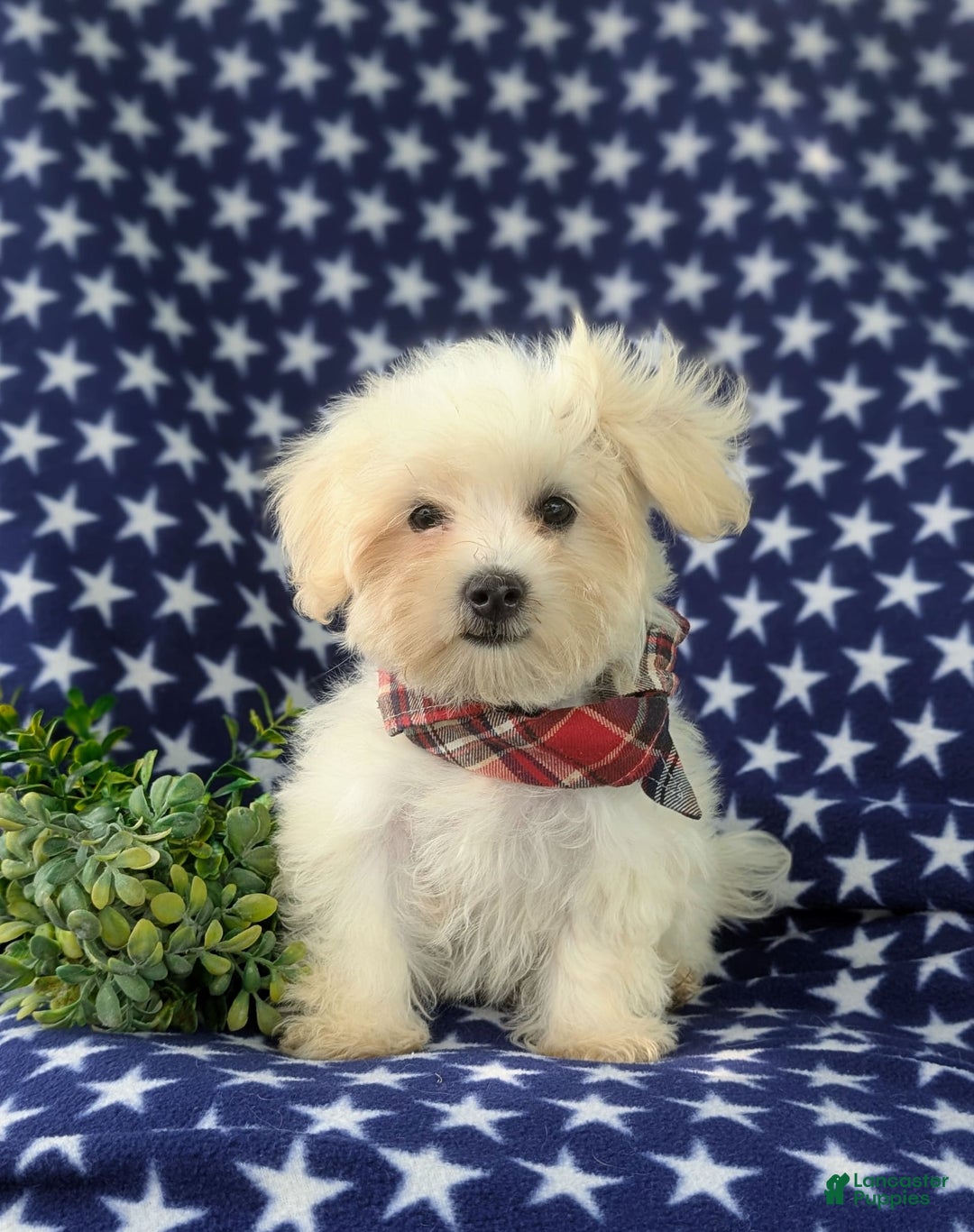 Maltese dogs for sale: Griffith - Image 4