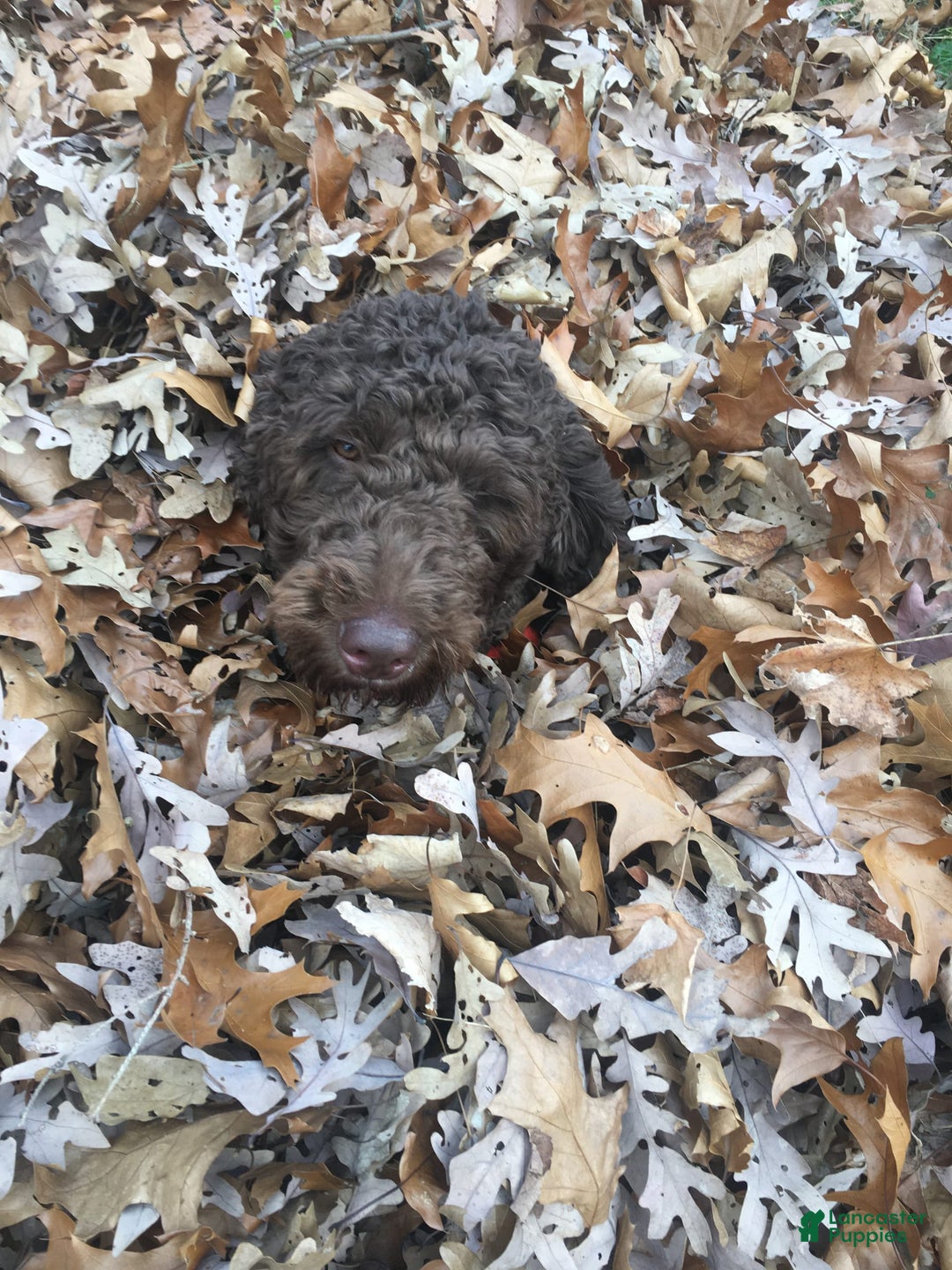Goldendoodle dogs for sale: Jupiter - Image 1