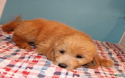  dogs for sale: Mini Goldendoodle 5 puppies - Image 7