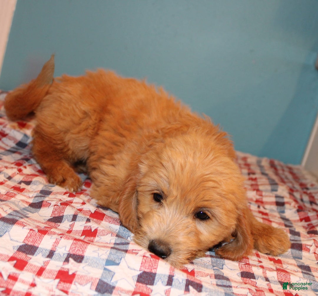  dogs for sale: Mini Goldendoodle 5 puppies - Image 7