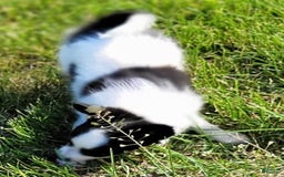 Papillon dogs for sale: Gilly - Image 1