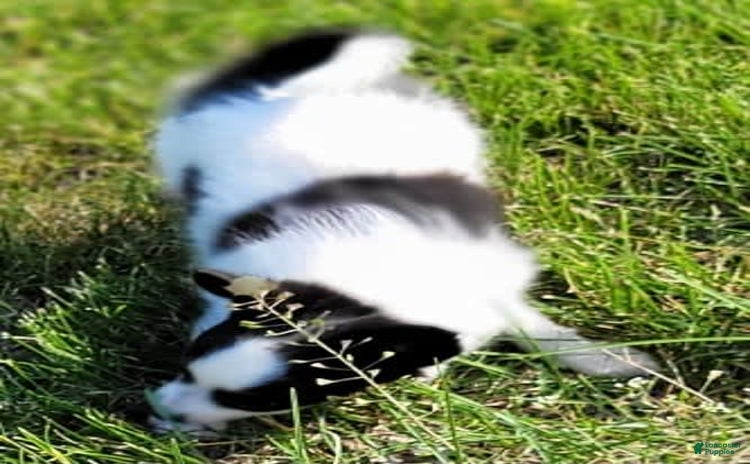 Papillon dogs for sale - Ad 3