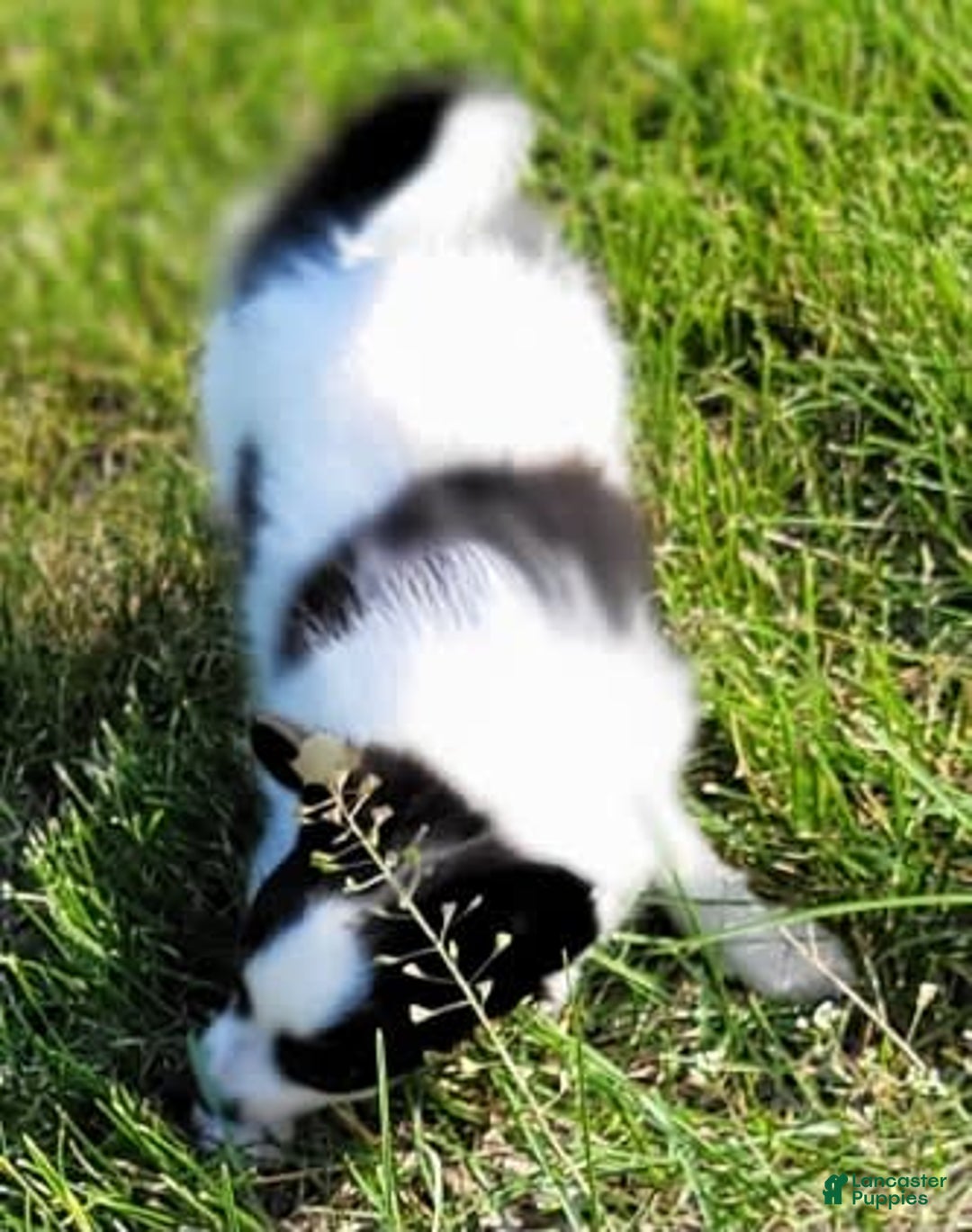 Papillon dogs for sale: Gilly - Image 1