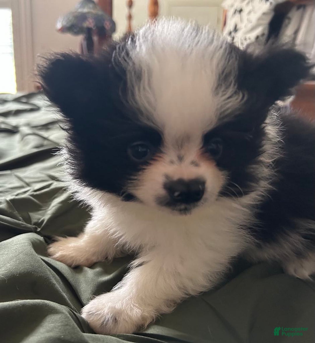 Pomeranian dogs for sale: Lexi Black - Image 7