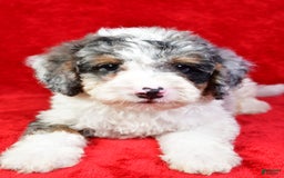 Mini Bernedoodle dogs for sale: Willow - Image 1