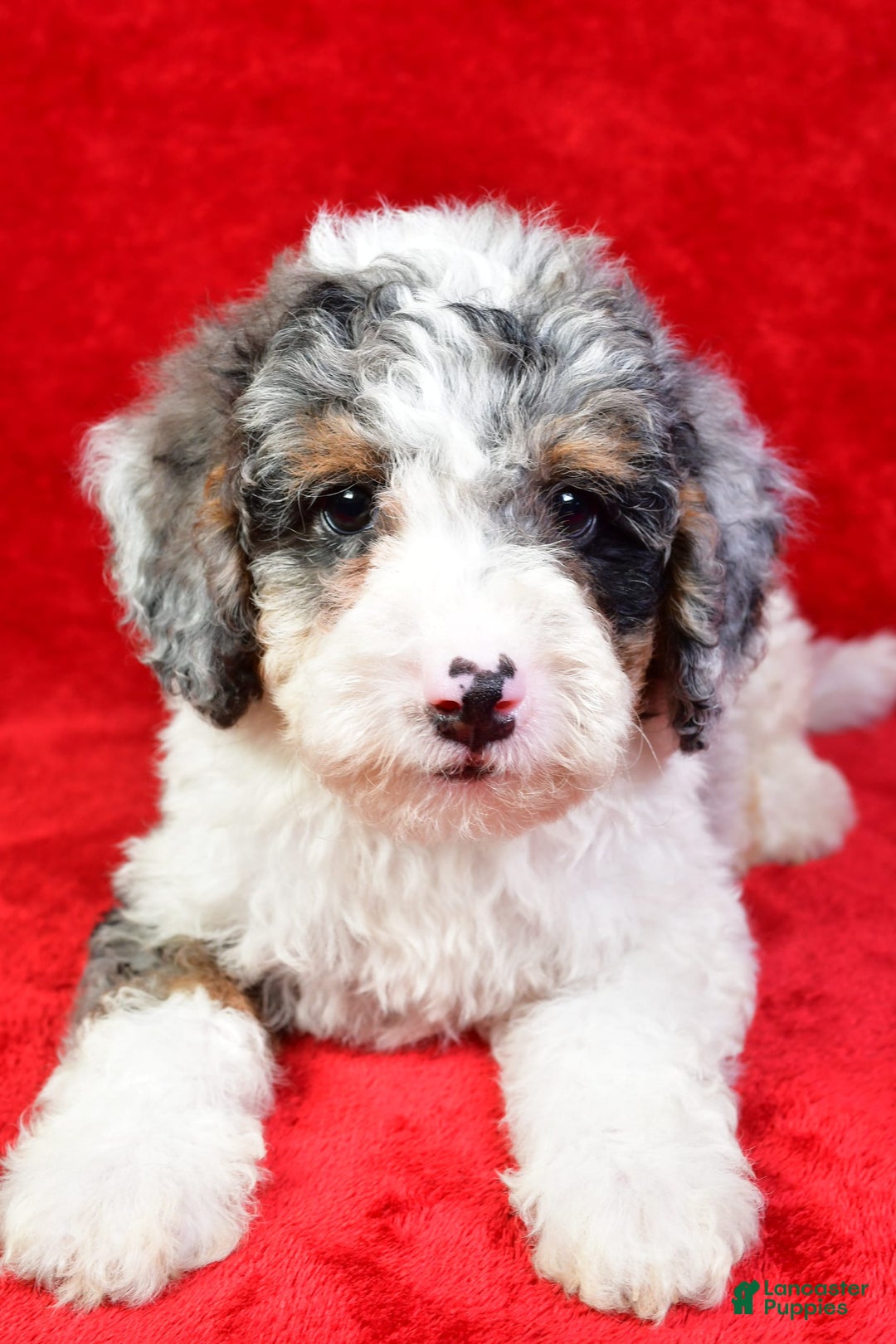 Mini Bernedoodle dogs for sale: Willow - Image 1