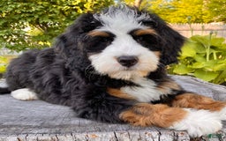 Mini Bernedoodle dogs for sale: ❤️ Boston Ma ❤️ Mini Bernedoodle - Image 22