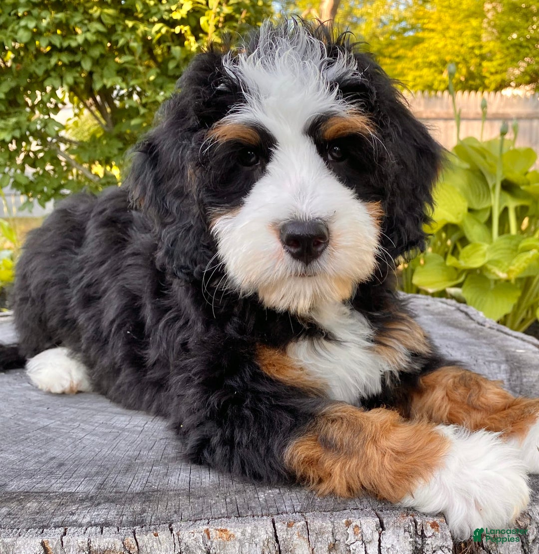 Mini Bernedoodle dogs for sale: ❤️ Boston Ma ❤️ Mini Bernedoodle - Image 22